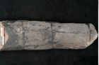 Foto (Detailansicht) von Calamites sp.  (NHMW-GEO-2024-0188-11164)